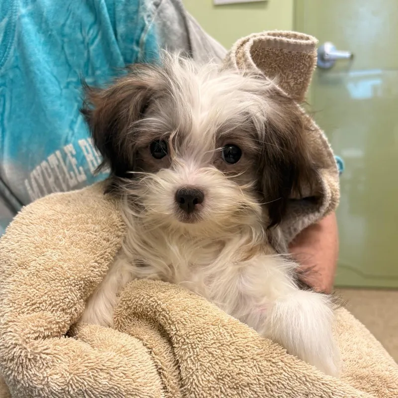 A young medium-sized female White / Cream Mixed Breed dog named Jellybean for adoption in Warren, PA