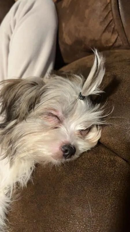 Jellybean thumbnail 2