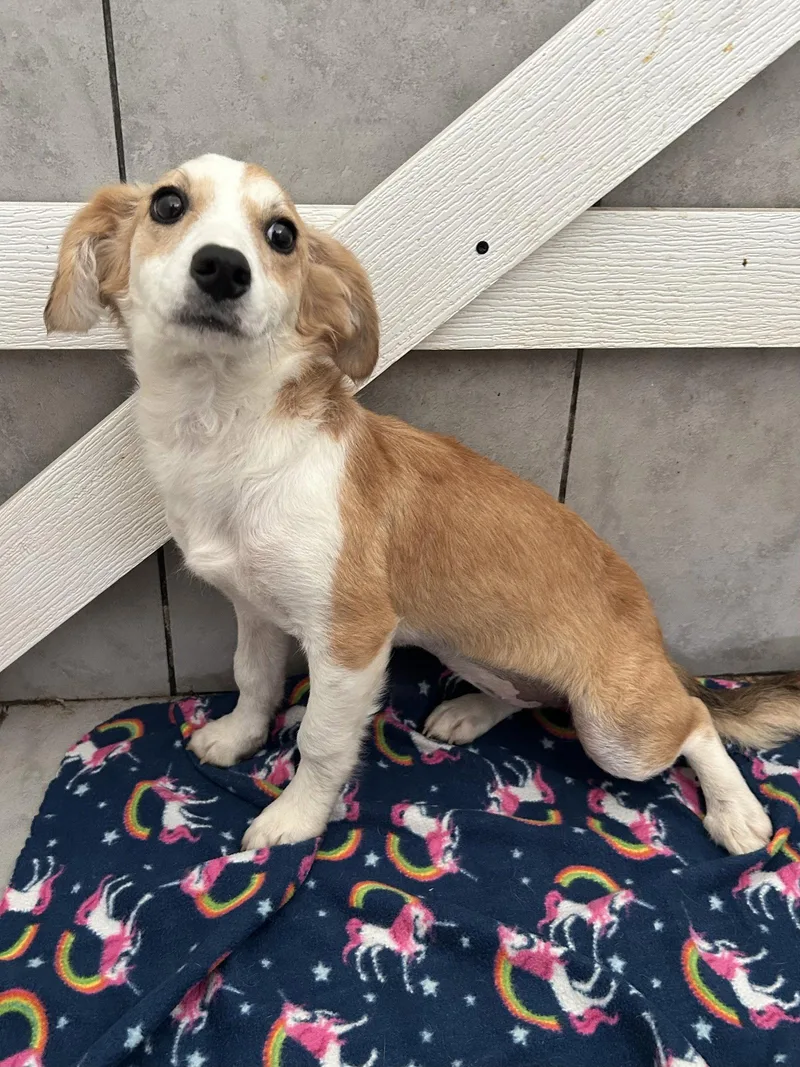 A young small-sized female Terrier dog named Janie Jul for adoption in Pacolet, SC