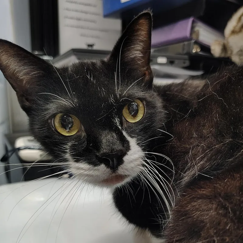 A senior medium-sized male Black Domestic Short Hair cat named Lasto for adoption in Springtown, TX