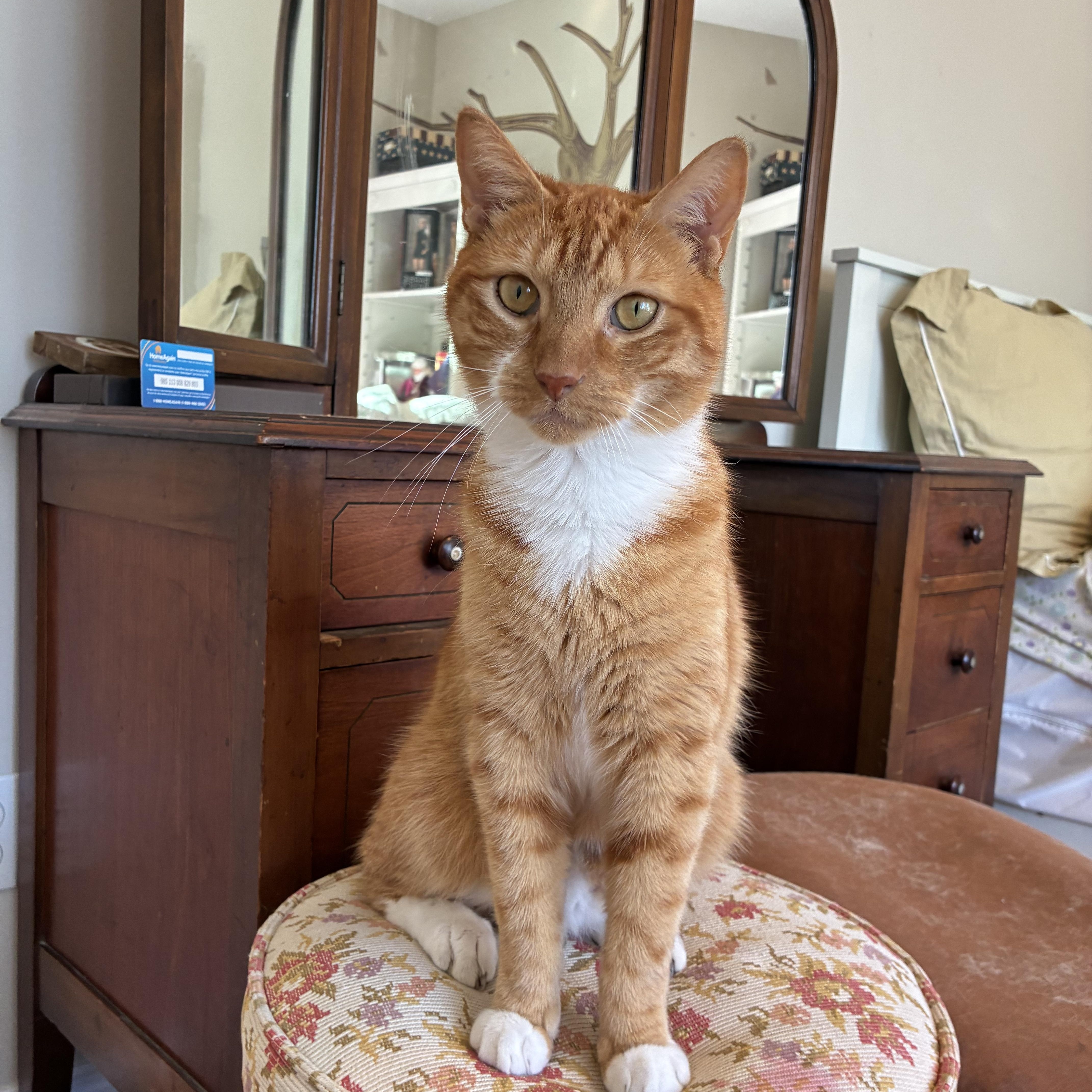 An adult medium-sized male Orange / Red Domestic Short Hair cat named Chuck for adoption in Lincoln Park, NJ
