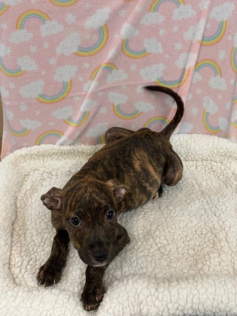 A baby large-sized female Boxer dog named South for adoption in Clinton, SC