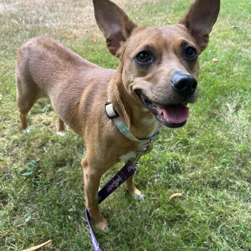An adult medium-sized female Chiweenie dog named Lil Bit for adoption in Olympia, WA