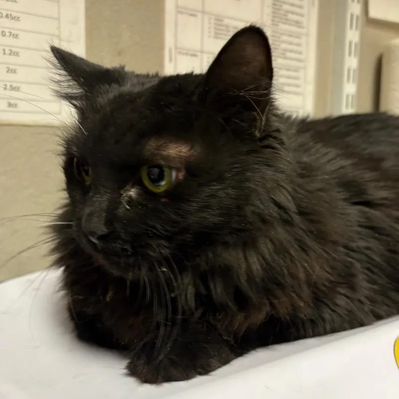 A senior large-sized female Black Domestic Short Hair cat named Precious for adoption in Yuma, AZ