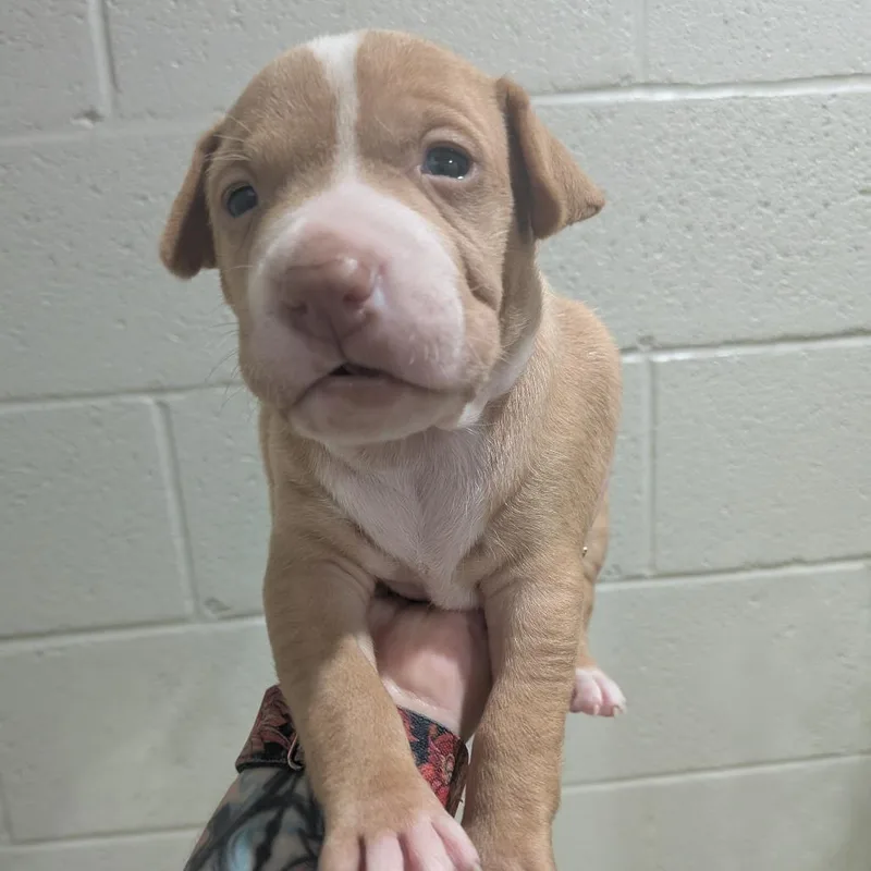 A baby medium-sized male Yellow / Tan / Blond / Fawn Boxer dog named Winsor for adoption in Smithville, TN