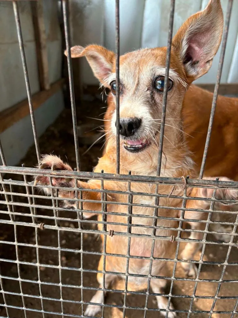 A senior small-sized female Chihuahua dog named Dacey for adoption in Bryan, TX