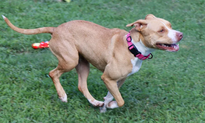 A young medium-sized female Yellow / Tan / Blond / Fawn Pit Bull Terrier dog named Rebel for adoption in Kansas City, KS