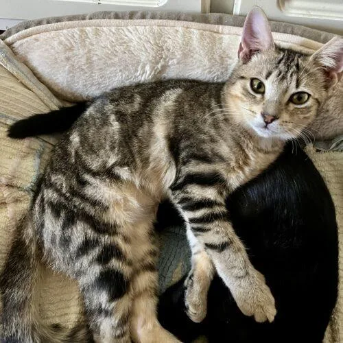 A baby small-sized female Tabby (Brown / Chocolate) Domestic Short Hair cat named SisterMercy for adoption in Tampa, FL
