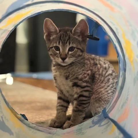 Bobby