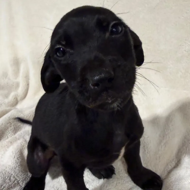 A baby medium-sized male Black Poodle dog named Boris for adoption in Duck River, TN
