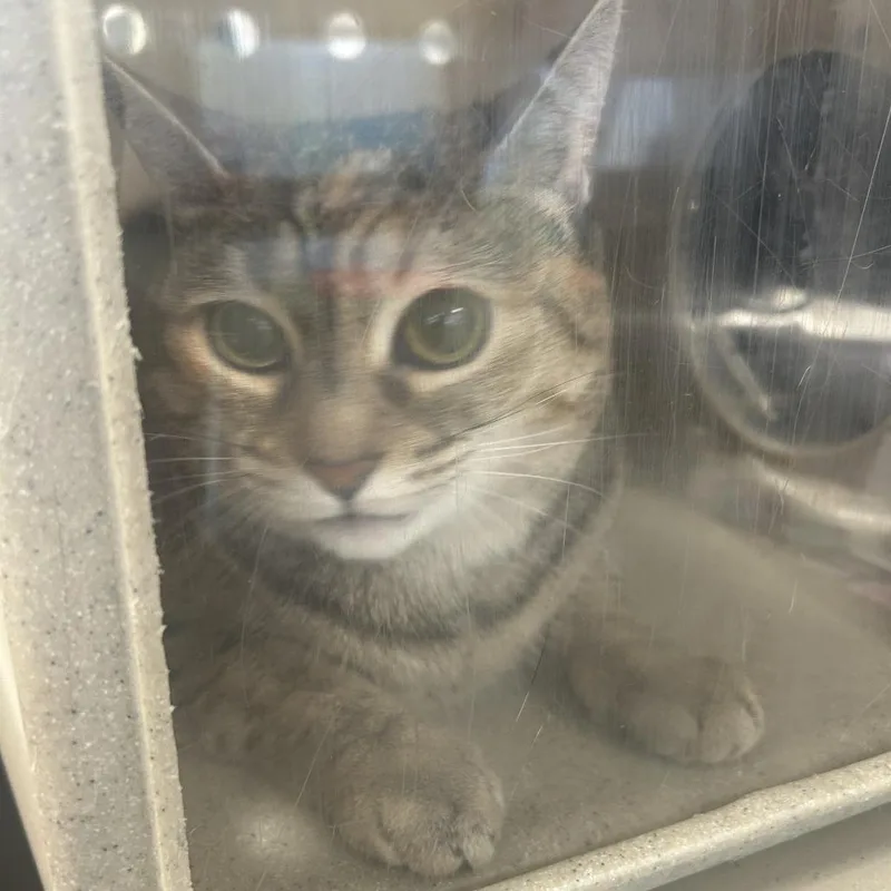 An adult small-sized female Gray / Blue / Silver Domestic Short Hair cat named Grey for adoption in Philadelphia, PA