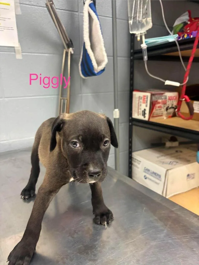 Piggly thumbnail 3