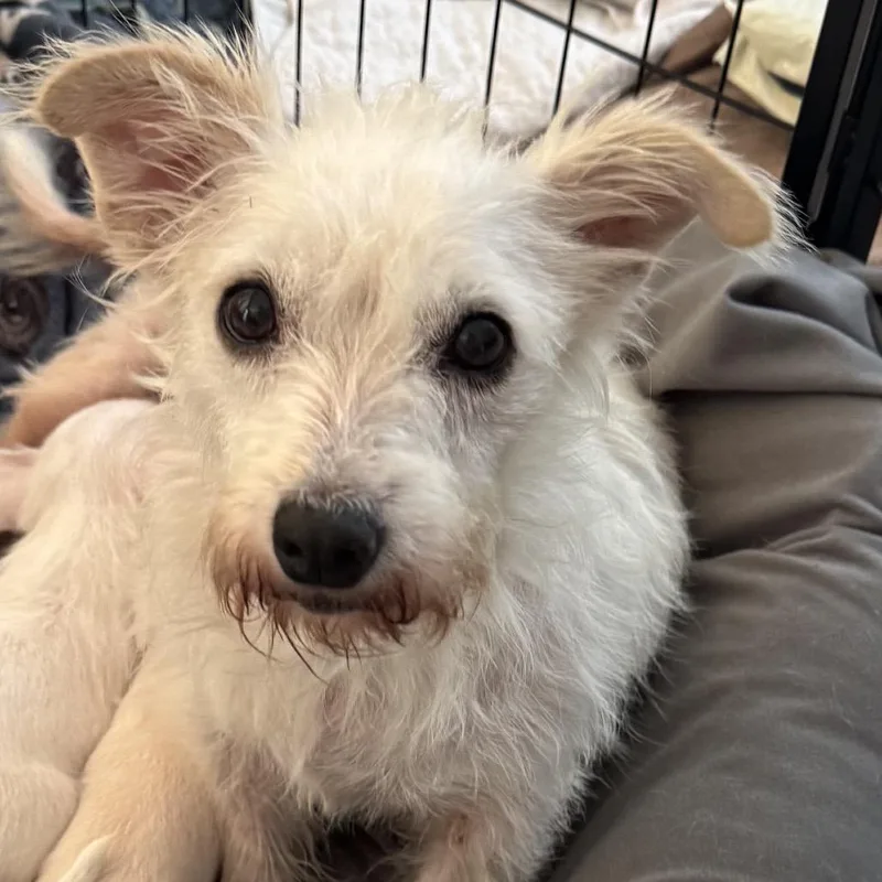 An adult small-sized female Terrier dog named Reba for adoption in San Diego, CA