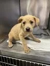 A baby large-sized female Labrador Retriever dog named Twinkle for adoption in Morton Grove, IL