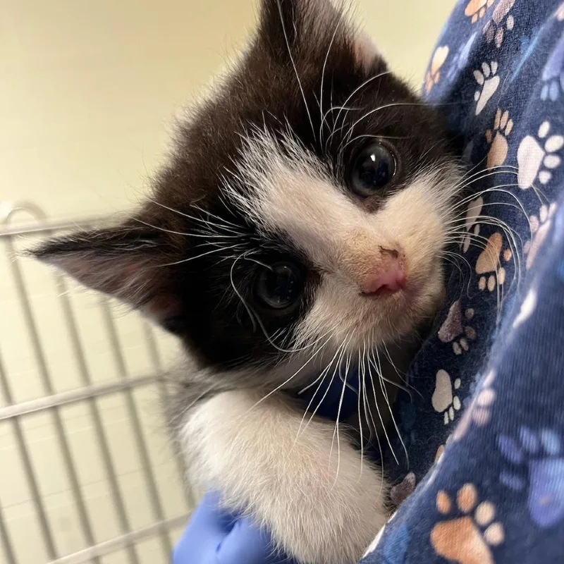 A baby small-sized male Black Domestic Long Hair cat named Red Velvet for adoption in Charlottesville, VA
