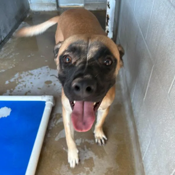 An adult large-sized male Yellow / Tan / Blond / Fawn Labrador Retriever dog named Howdie for adoption in Corpus Christi, TX