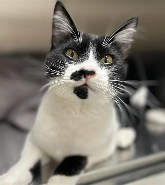 A young small-sized male Domestic Short Hair cat named Blitzen for adoption in Santa Cruz, CA