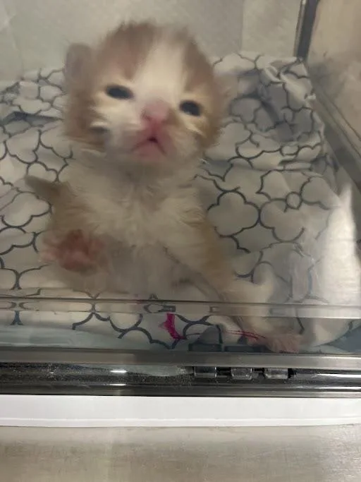 A baby small-sized female Domestic Short Hair cat named Mako for adoption in Las Vegas, NV