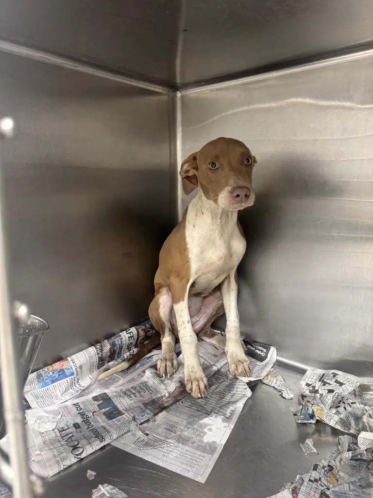 A baby medium-sized female Mountain Cur dog named Nestea for adoption in Sorrento, LA