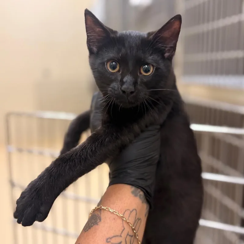 A baby small-sized female Black Domestic Short Hair cat named Opal for adoption in Winston-Salem, NC