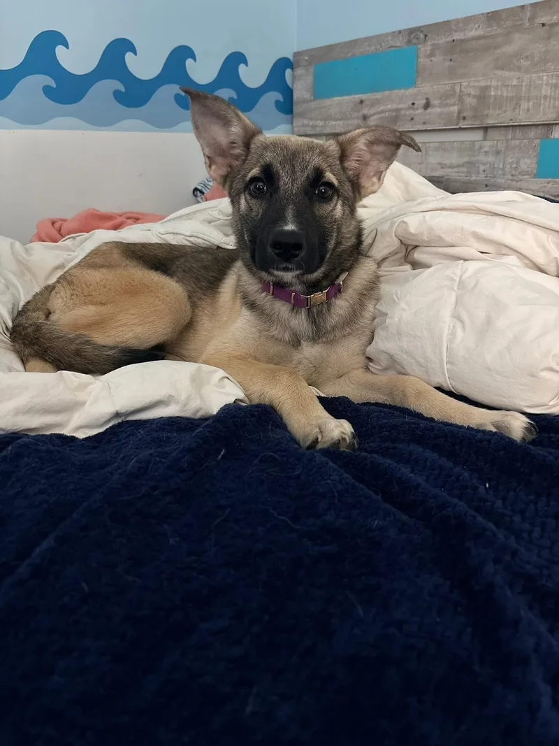 A baby large-sized female German Shepherd Dog dog named Mabel for adoption in New Rochelle, NY