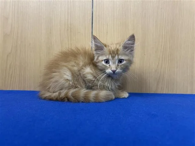 A baby small-sized male Domestic Medium Hair cat named Woody for adoption in Saint Louis, MO