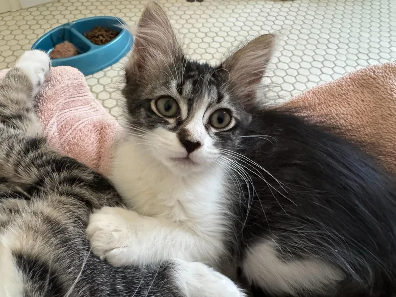 A baby large-sized male Black Domestic Short Hair cat named Baldwin And Flannery for adoption in Seattle, WA