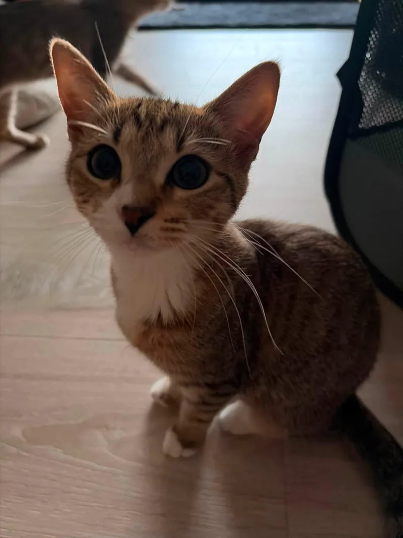A young small-sized female Tabby (Brown / Chocolate) Domestic Short Hair cat named Ember for adoption in candler, NC