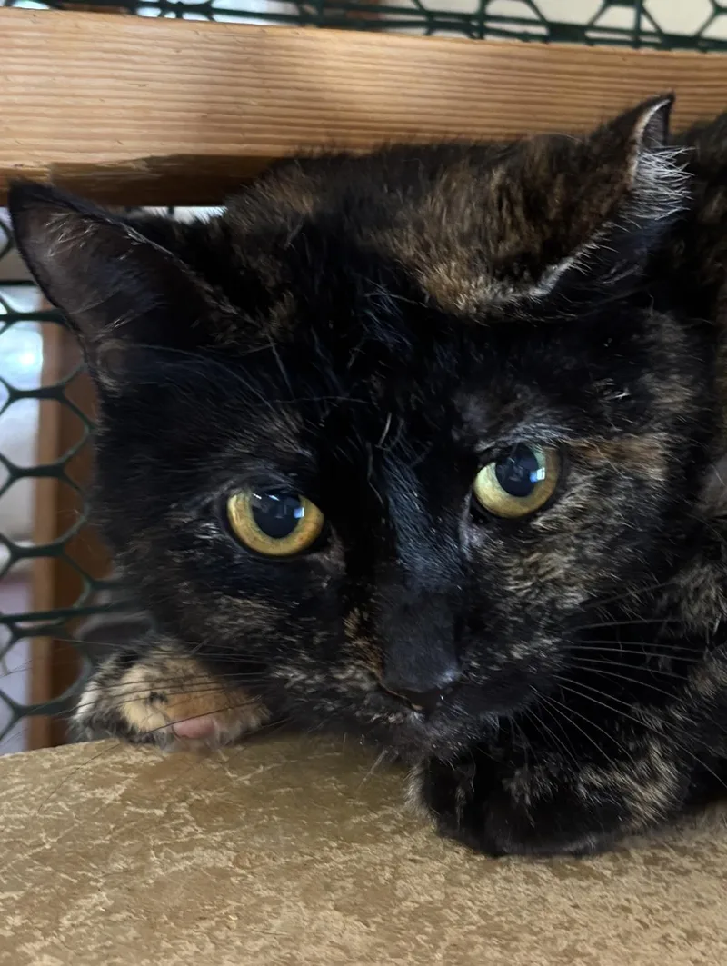 An adult medium-sized female Domestic Short Hair cat named Citronella for adoption in Beacon, NY
