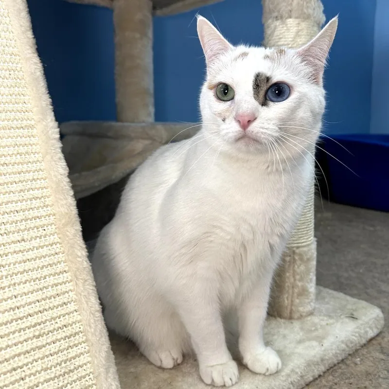 An adult large-sized female White Domestic Short Hair cat named Washimi for adoption in Palm Springs, CA