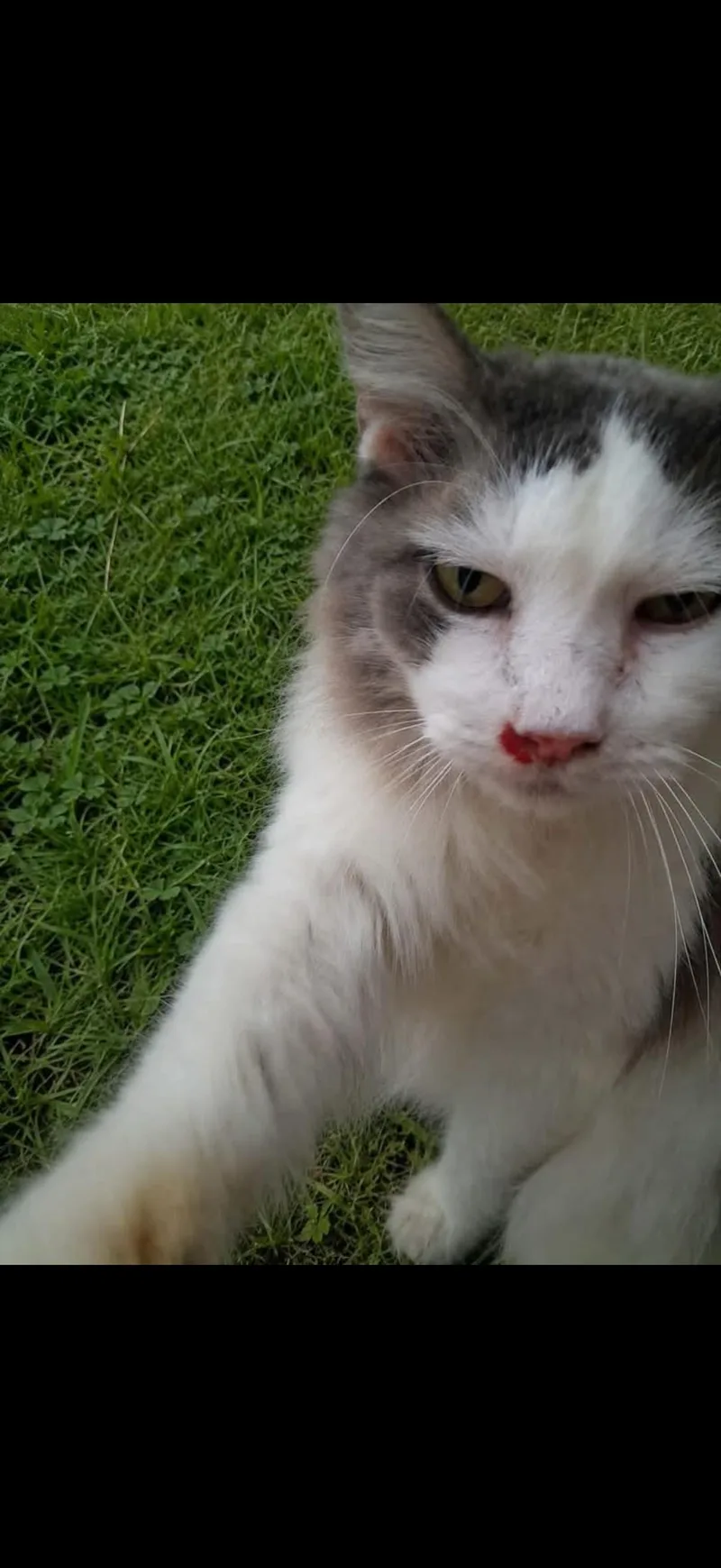 A senior medium-sized male Domestic Long Hair cat named River for adoption in Johnstown, NY