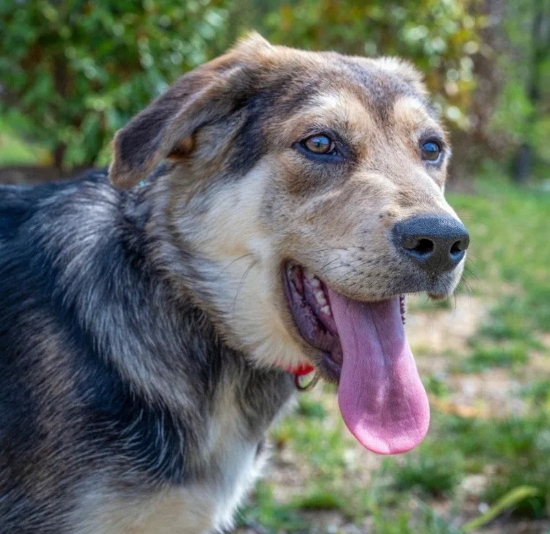 A baby large-sized female Shepherd dog named Suki for adoption in Bloomfield, CT