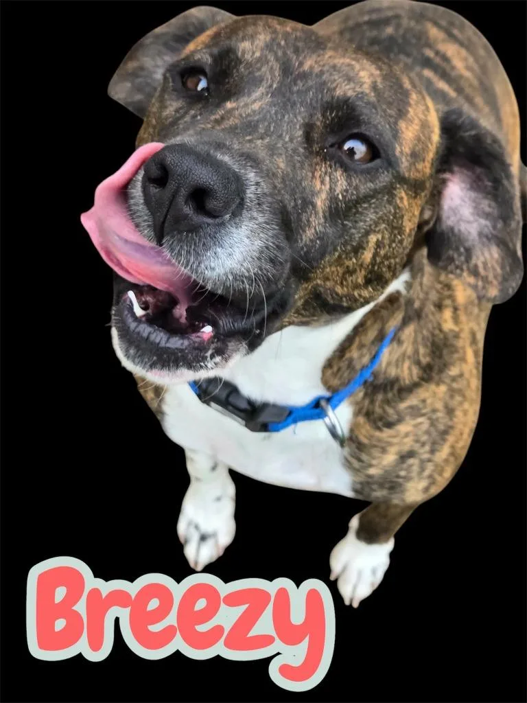Breezy thumbnail 4