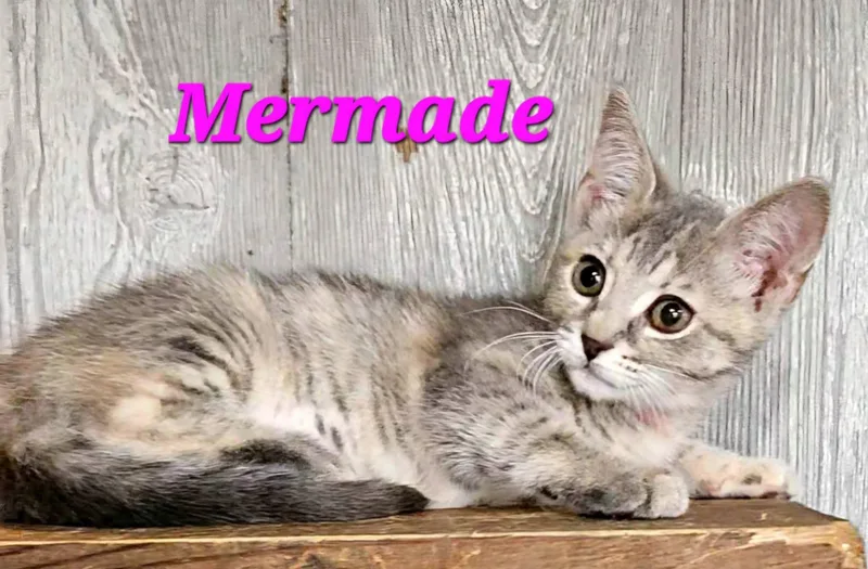 Mermade thumbnail 2