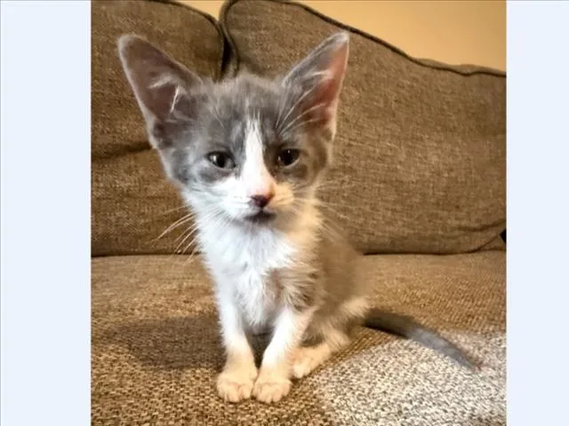 A baby small-sized female Domestic Short Hair cat named Libra for adoption in Chapel Hill, NC