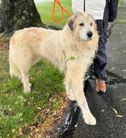 An adult large-sized male Mixed Breed dog named Sir Slobbersworth for adoption in Madison, NJ
