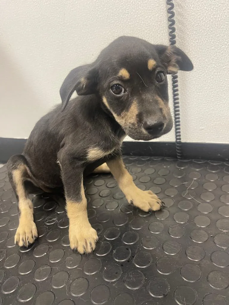 A baby medium-sized female Labrador Retriever dog named Willow for adoption in Seven Points, TX
