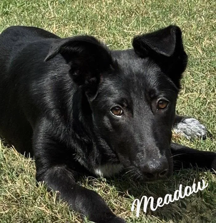 A baby medium-sized female Border Collie dog named Meadow Happygolucky for adoption in Houston, TX
