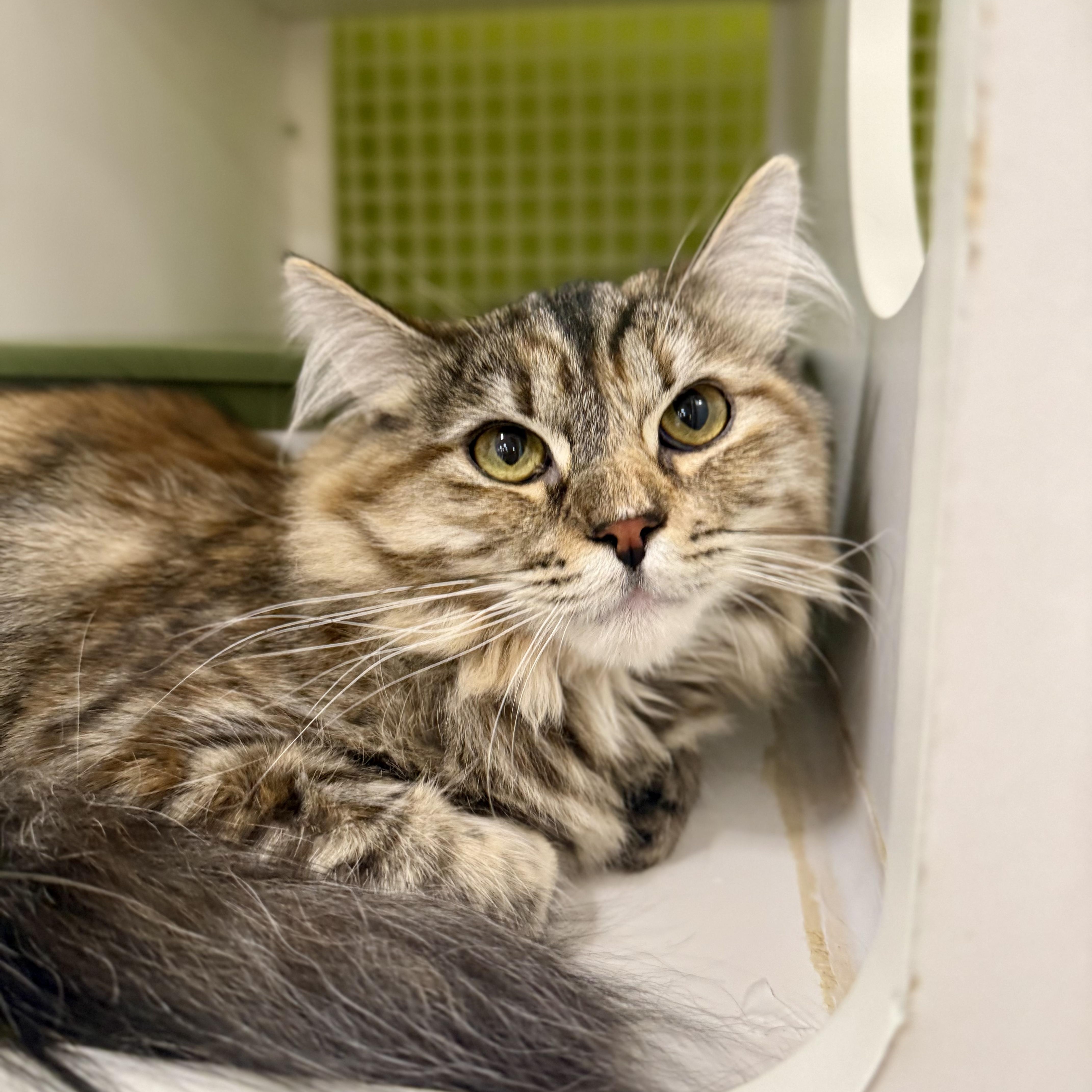 A young medium-sized female Dilute Calico Domestic Long Hair cat named Claudia for adoption in Mount Rainier, MD