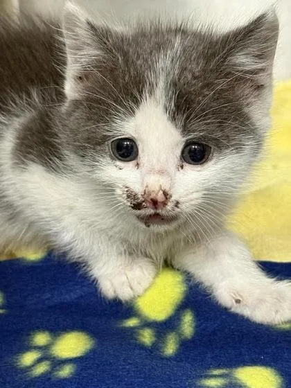 A young small-sized male Domestic Short Hair cat named B Sterling Petsmart Summerville for adoption in North Charleston, SC