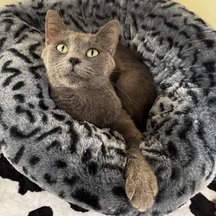 An adult medium-sized female Gray / Blue / Silver Domestic Short Hair cat named Remy for adoption in Waterloo, IA
