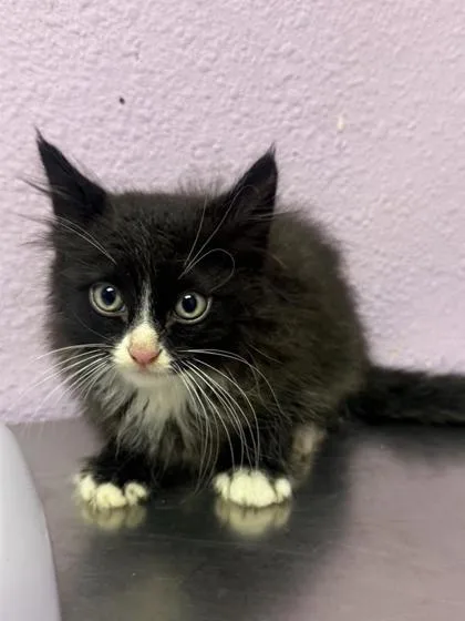A baby small-sized male Black Domestic Medium Hair cat named 61804033 for adoption in El Paso, TX