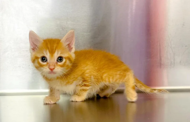 A baby small-sized male Domestic Short Hair cat named Finley for adoption in Murray, KY
