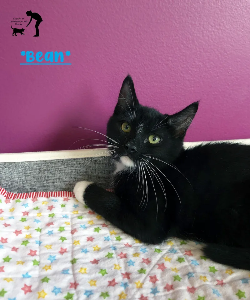 A baby small-sized male Black & White / Tuxedo Domestic Short Hair cat named Bean for adoption in Centerville, UT
