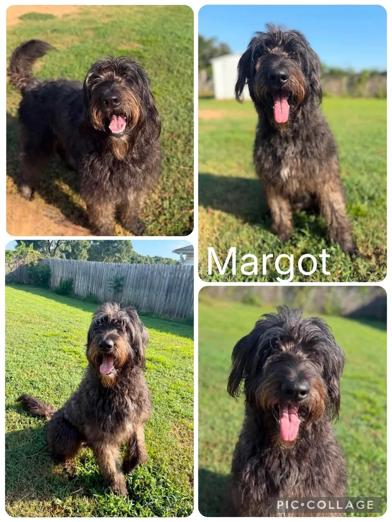 A young medium-sized female Brown / Chocolate Labradoodle dog named Margot for adoption in Enterprise, AL