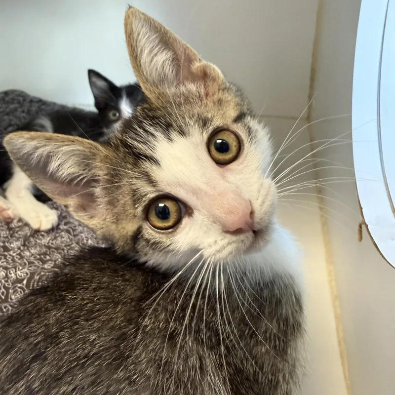 A baby small-sized male Domestic Short Hair cat named Pancake for adoption in Oakland, CA
