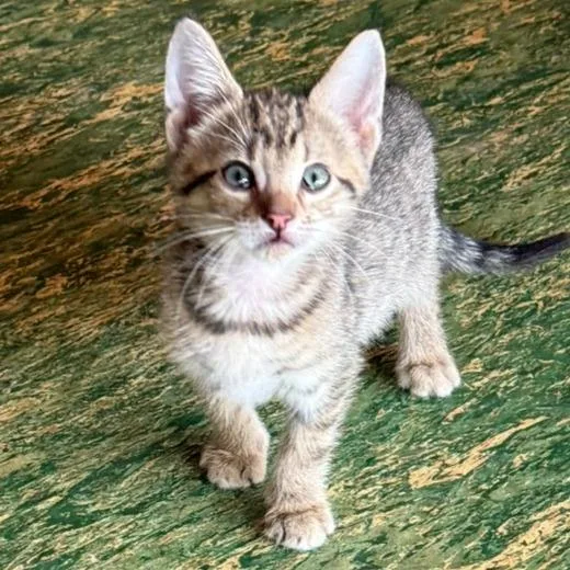 A baby small-sized male Domestic Short Hair cat named Orson for adoption in Portage, MI