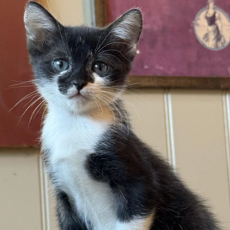 A baby small-sized female Black Domestic Short Hair cat named Amelie for adoption in Ventura, CA