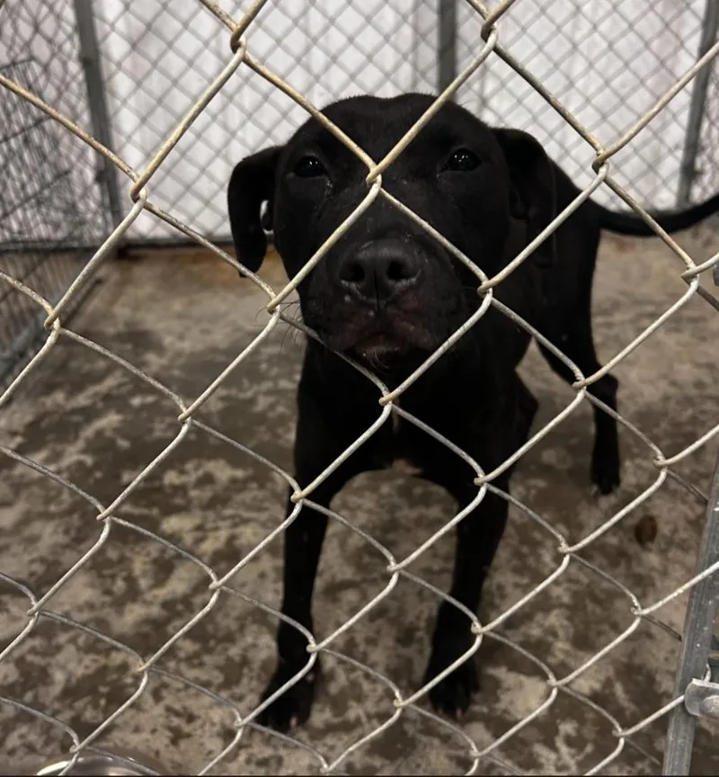 A young medium-sized female Pit Bull Terrier dog named Shilo for adoption in Gautier, MS