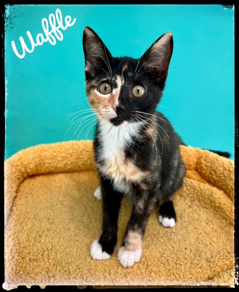 A baby small-sized female Domestic Short Hair cat named Waffle for adoption in El Cajon, CA